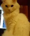 dianchik949