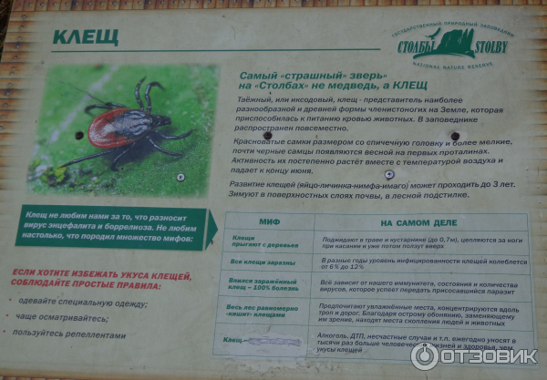 Клещ
