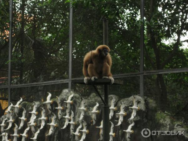 Сад парк Нонг нуч Тайланд Паттая