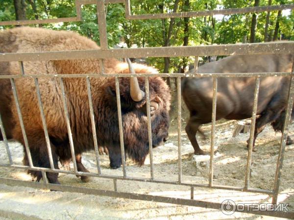 Бизоны в Харьковском зоопарке