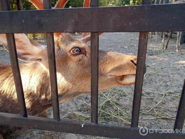 Олень пятнистый уссурийский в Харьковском зоопарке