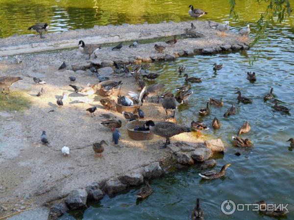 Большой пруд в Харьковском зоопарке