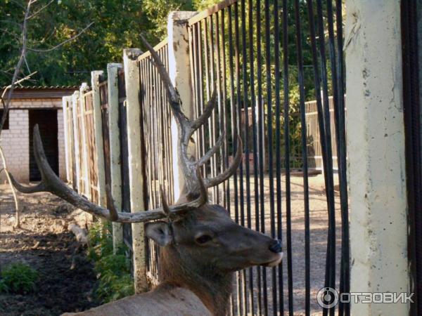 Олень пятнистый уссурийский в Харьковском зоопарке