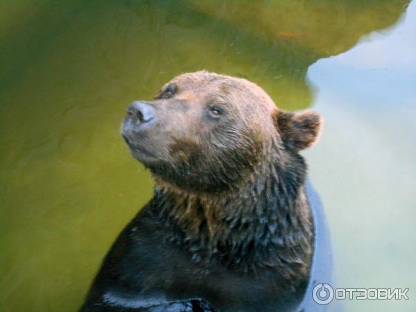 Бурый медведь в Харьковском зоопарке