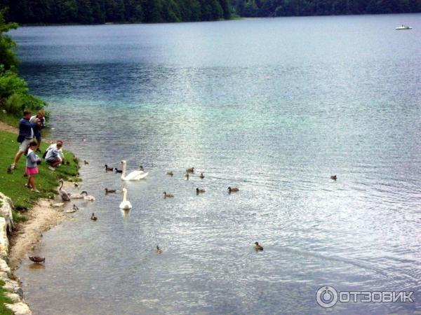 Экскурсия в Замок Нойшванштайн (Германия, Швангау) фото