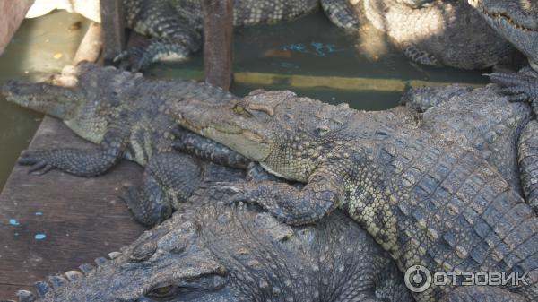 Экскурсия в плавучую деревню на озере Тонлесап (Камбоджа, Сиемреап) фото