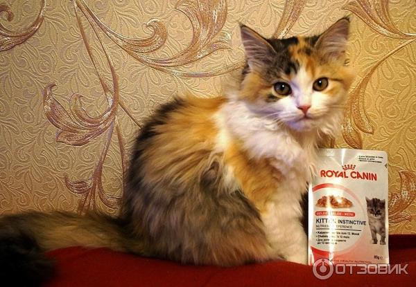 Корм для котят Royal Canin Kitten Instinctive фото