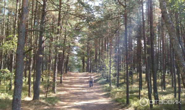 Экскурсия по орнитологической станции Фрингилла (Россия, Калининградская область) фото