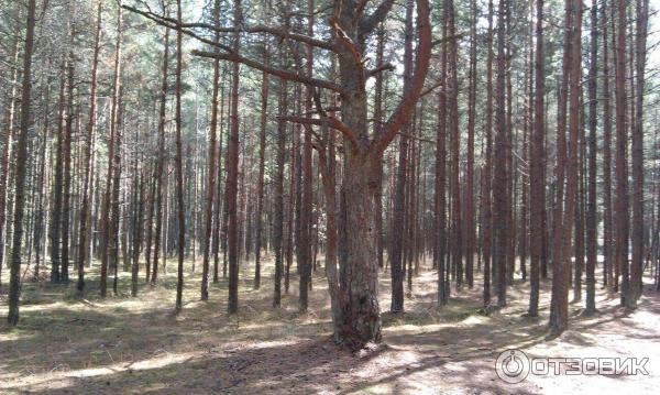 Куршская коса: танцующий лес (Россия, Калининградская область) фото