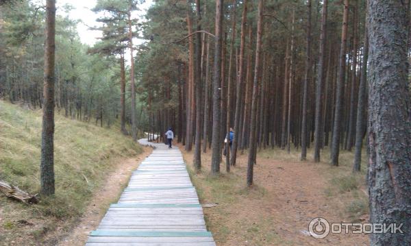 Куршская коса: дюна Эфа (Россия, Калининградская область) фото