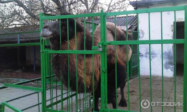 Зоопарк Симферополь верблюд