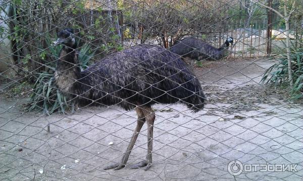 Зоопарк Симферополь страусы