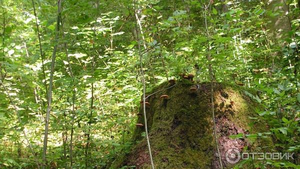 Экскурсия в Замок Нойшванштайн (Германия, Швангау) фото