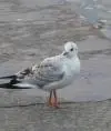 Limoroe
