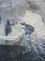 Океанариум Star&Mlad (Россия, Воронеж) фото