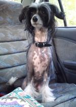 Голая Китайская хохлатая собака фото