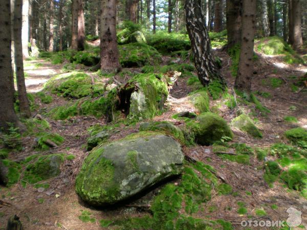 Экскурсия Стежка Довбуша (Украина, Яремче) фото