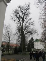 Свято-Успенский Жировичский ставропигиальный мужской монастырь (Беларусь, Жировичи) фото