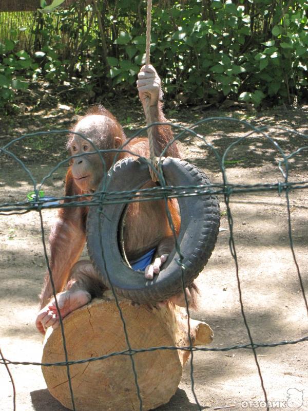 Сафари Парк Краснодар Цена