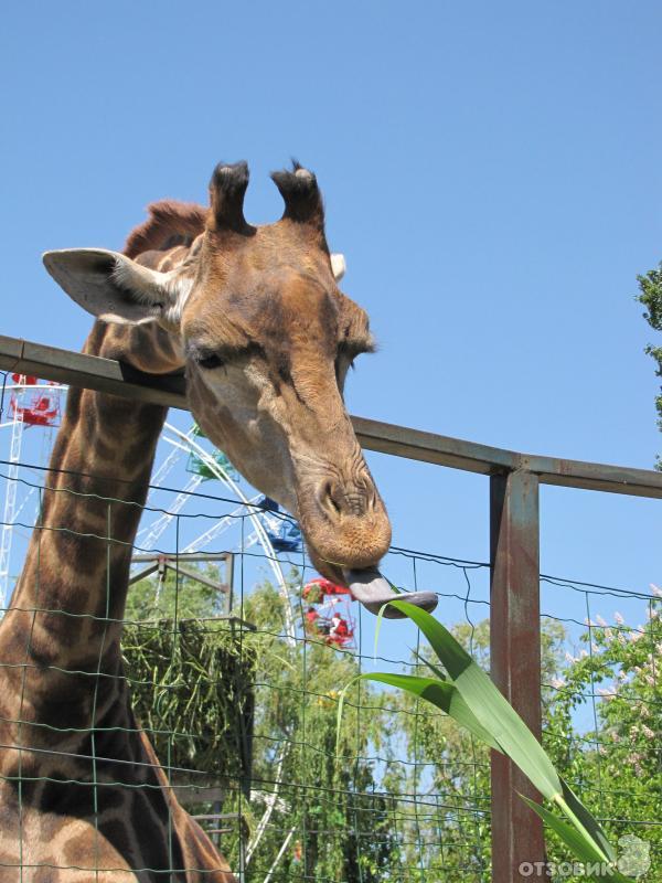 Сафари Парк Краснодар Цена