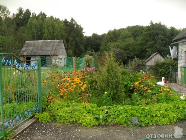 Цветок Лесная фиалка фото