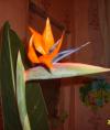 Strelitzia