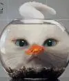shurik4