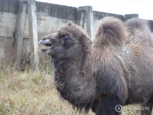 Экскурсия В мире животных от туристического центра Варяг фото