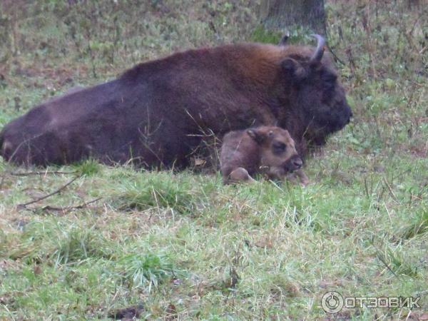 Экскурсия В мире животных от туристического центра Варяг фото