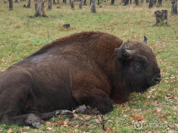 Экскурсия В мире животных от туристического центра Варяг фото