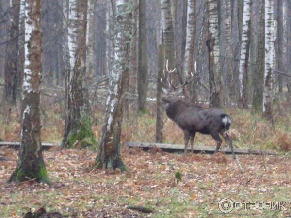 Экскурсия В мире животных от туристического центра Варяг фото