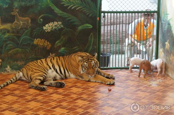 Тигровый зоопарк Sriracha Tiger Zoo (Тайланд, Паттайя) фото