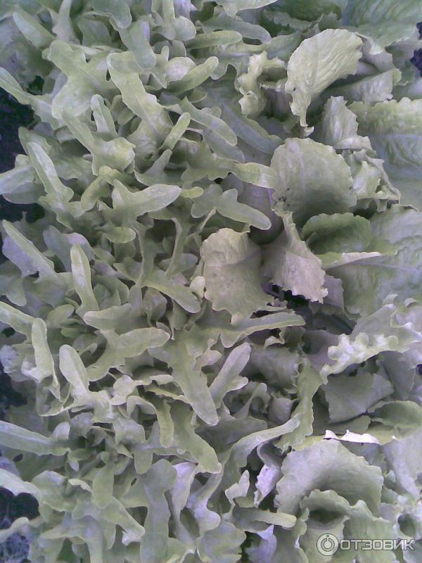 Сотовый телефон Nokia 6300 фото