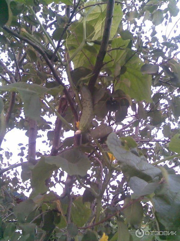 Сотовый телефон Nokia 6300 фото