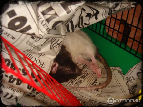 Декоративные крысы. Покажи фотографии крысочек. Как приручить краску к рукам. Много крыс. Мыши в доме.