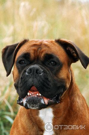 Немецкий боксер форум Babyblog