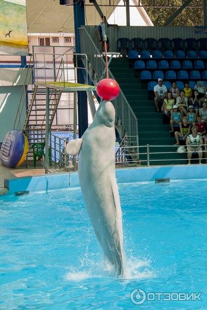 дельфинарий в небуге туапсе белуха