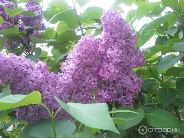 Отдых в Приморско-Ахтарске (Россия) фото