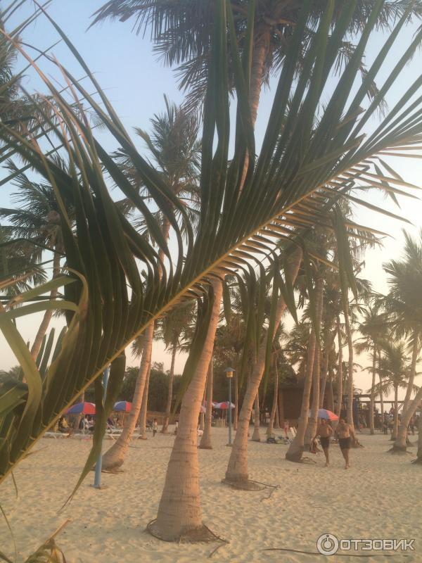 Пляж Jumeirah Beach Park (ОАЭ, Дубаи) фото