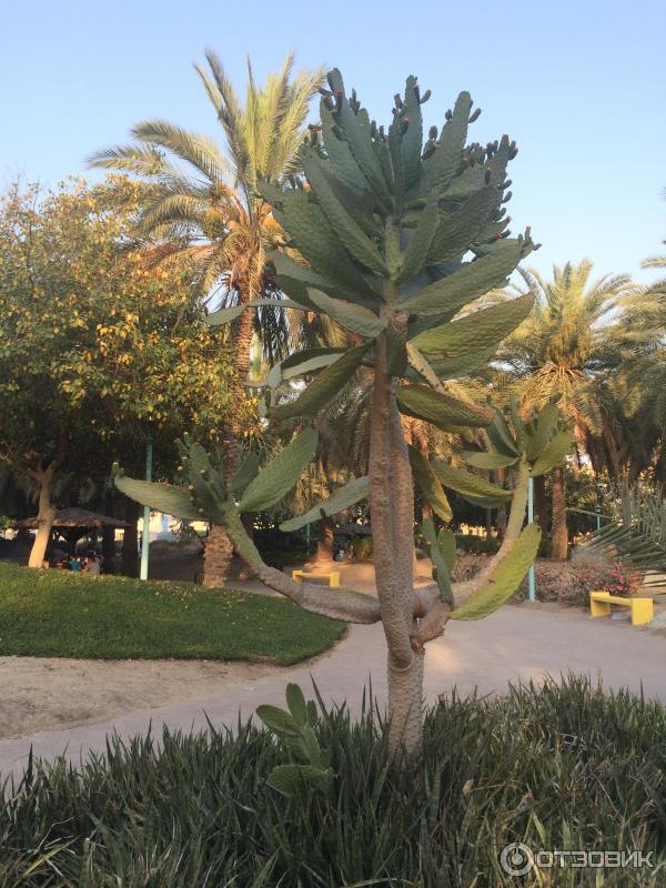 Пляж Jumeirah Beach Park (ОАЭ, Дубаи) фото