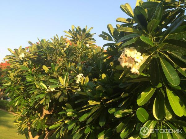 Пляж Jumeirah Beach Park (ОАЭ, Дубаи) фото