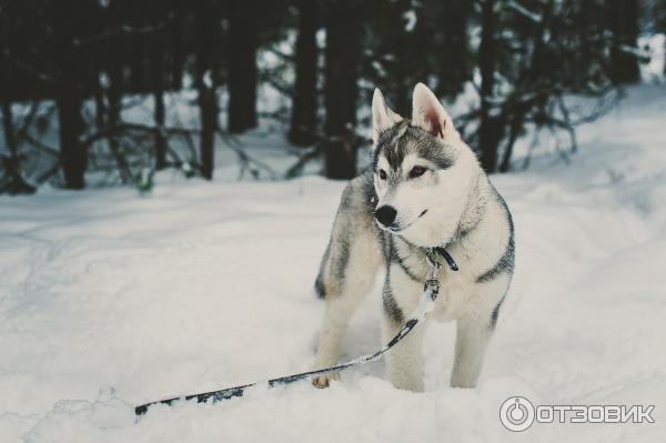 Щенок хаски 6 месяцев