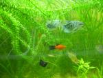 Корм для тропических рыб Fluval Fish Food фото