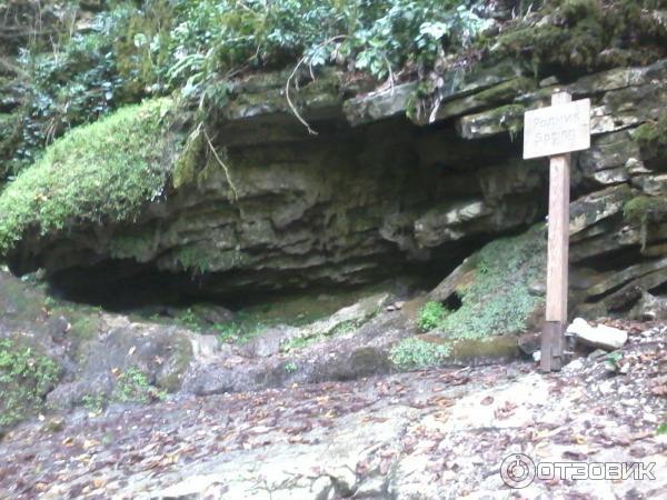 Тисо-самшитовая роща (Сочи, Хостинский район) фото