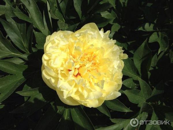 Цветы Пионы фото