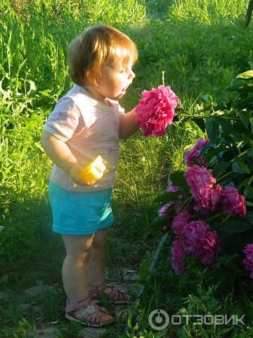 Цветы Пионы фото