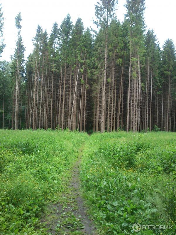 Ясная Поляна (Россия, Тульская область) фото