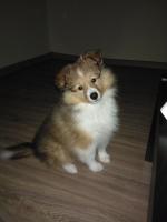 Порода собак "Шелти" фото