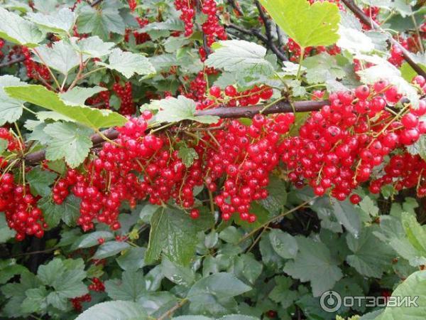 Купить Красную Смородину Цена