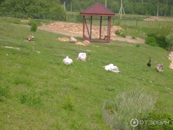 Парк птиц Воробьи (Россия, Калужская область) фото